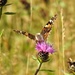  Painted Lady on Knapweed  by susiemc