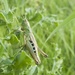 Common field grasshopper by helenhall