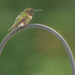 Grumpy Hummingbird Patrol by samae