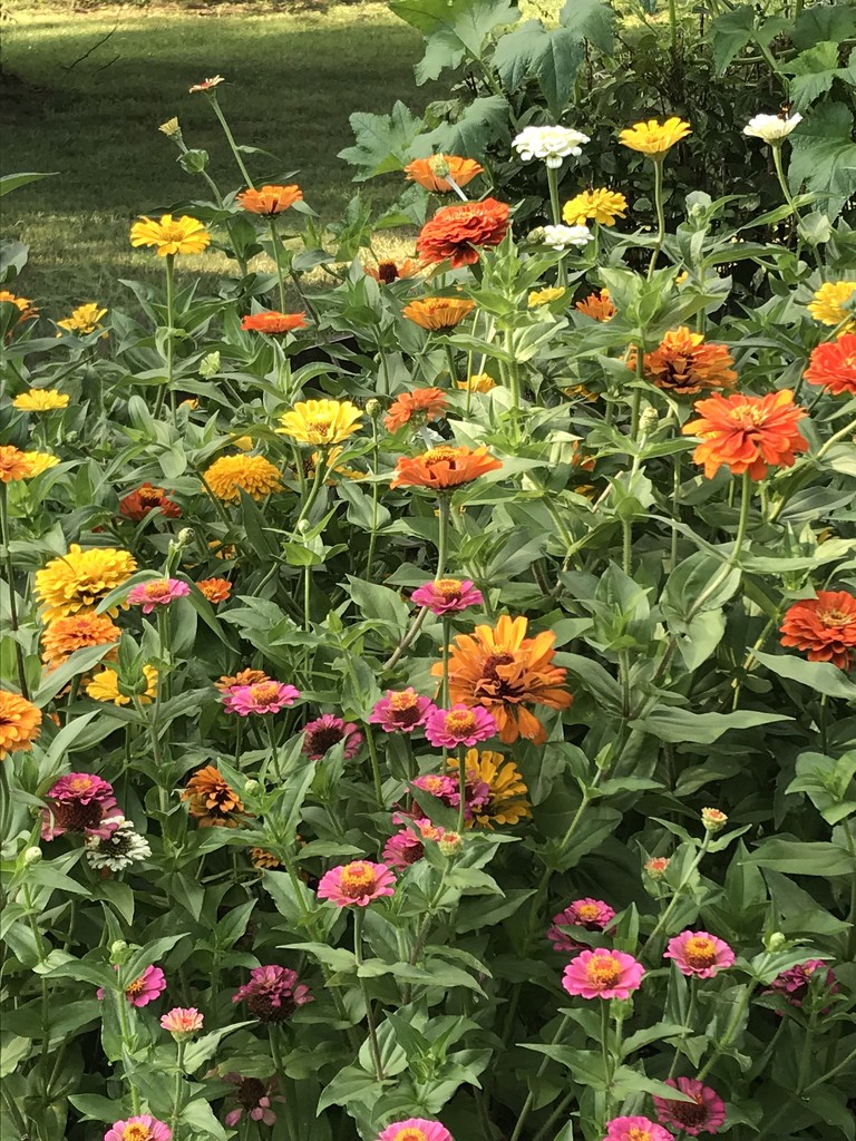 Zinnias & Butterfly? by beckyk365