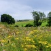 Wildflower meadow by 4rky