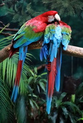 15th Jul 2019 - Macaw 