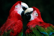 16th Jul 2019 - Macaws