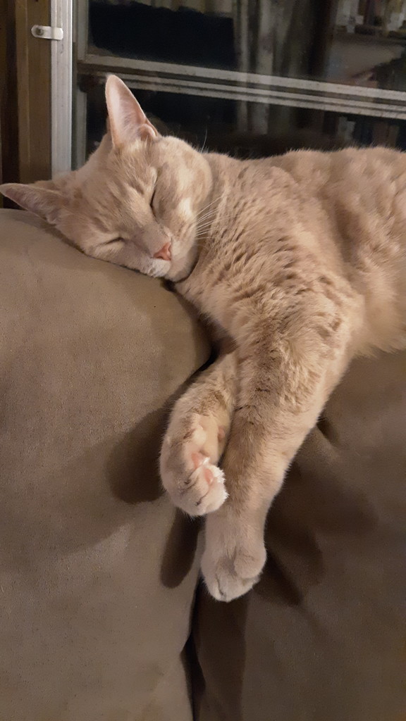 Sleepy Kitty by julie