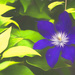 Clematis Painting by lstasel