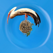 21st Aug 2019 - A Stork on his little planet