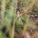 argiope by aecasey