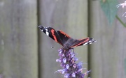 20th Aug 2019 - Butterfly
