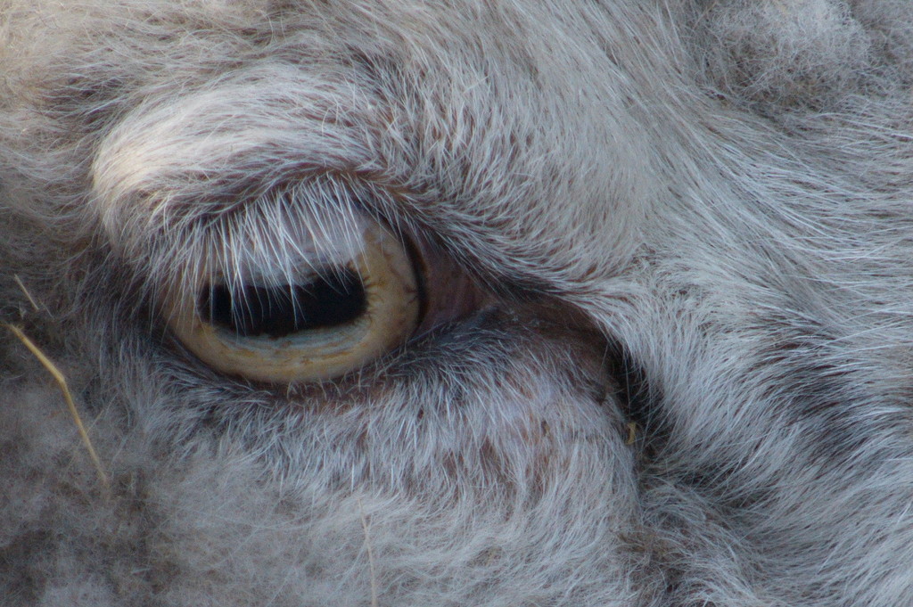 sheep eyeballs