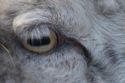 21st Aug 2019 - A sheeps eye 
