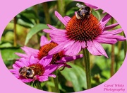 21st Aug 2019 - Busy Bees