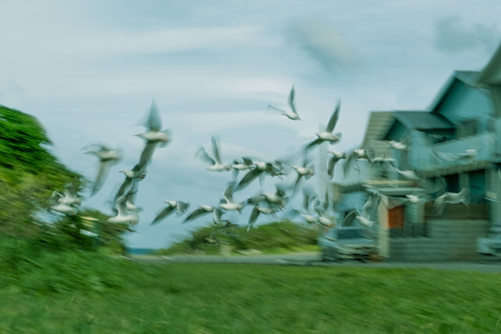 Flight of the Gulls by helenw2