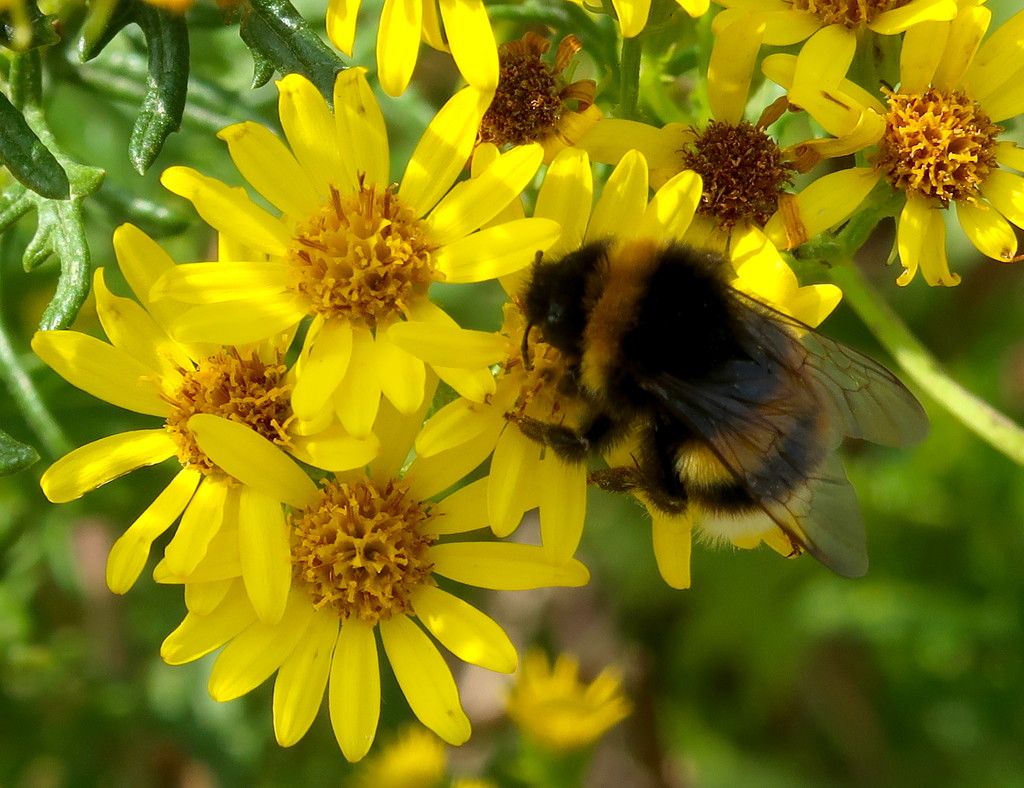 Busy Bee by davemockford