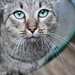 Cat eyes by maysvilleky