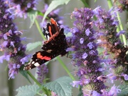 20th Aug 2019 - Butterfly on Hyssop