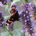 Butterfly on Hyssop by lellie