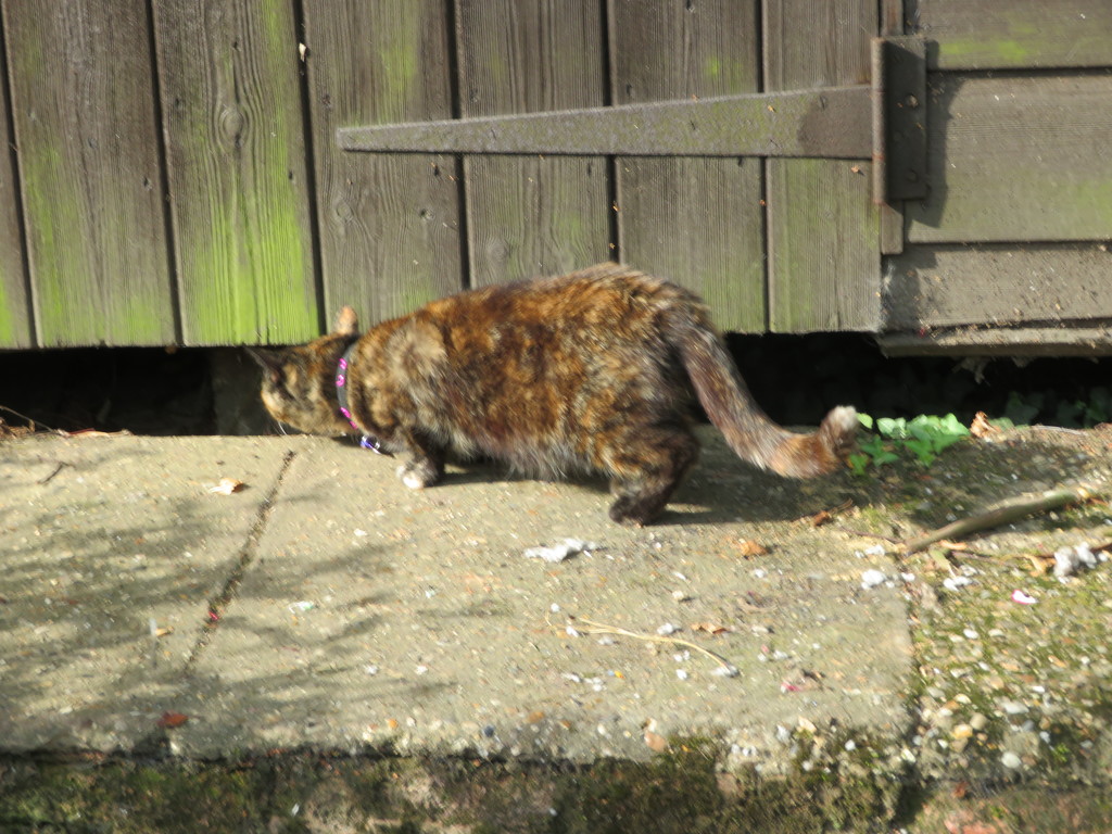 What's under the shed Boo ? by lellie