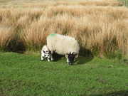 25th Apr 2018 - Sheep and lamb