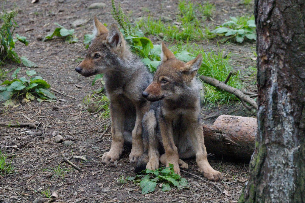 INQUISITIVE WOLF CUB TWINS by markp