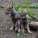 INQUISITIVE WOLF CUB TWINS by markp