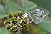 21st Aug 2019 - DSC_8764 A scruffy green veined white butterfly