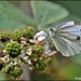 DSC_8764 A scruffy green veined white butterfly by rosiekind