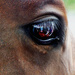 Horse's eye selfie by judithdeacon