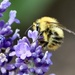 A Tiny Buzzy by carole_sandford