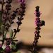 Salvia and Bee by larrysphotos