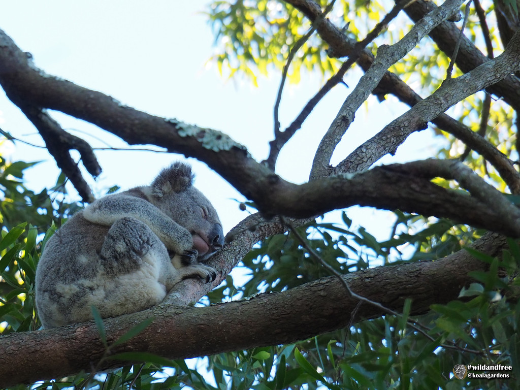 sweet sleep by koalagardens