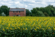 21st Aug 2019 - More Sunflowers