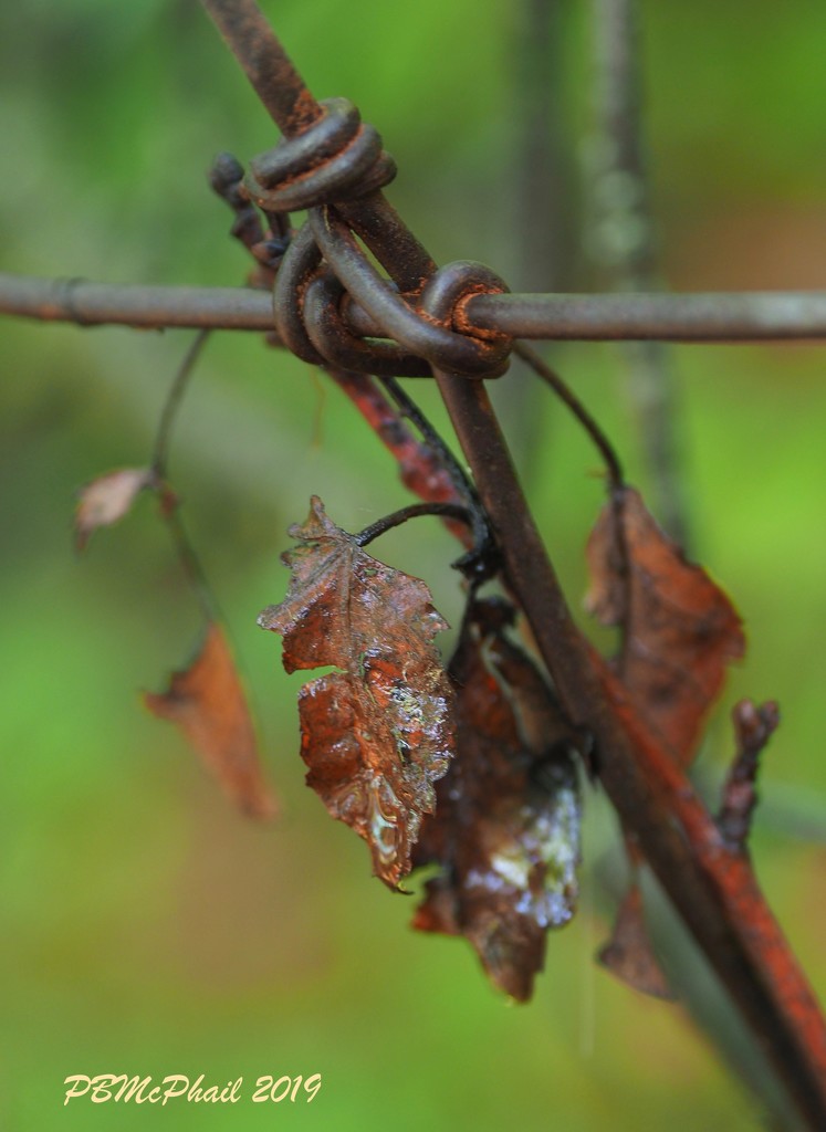 Caught on the Wire by selkie