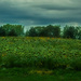  Field of Sunflowers by samae