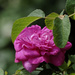 Pink Rose by rminer