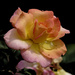 Peachy rose by rminer