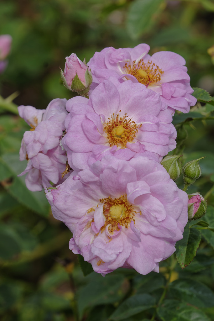 Trio of pink roses by rminer