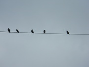 21st Aug 2019 - Five Birds on Wire 
