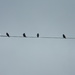 Five Birds on Wire  by sfeldphotos