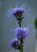21st Aug 2019 - Purple Scraggly Flower