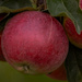 More Apple Sauce, Pies, Jelly ...  by farmreporter
