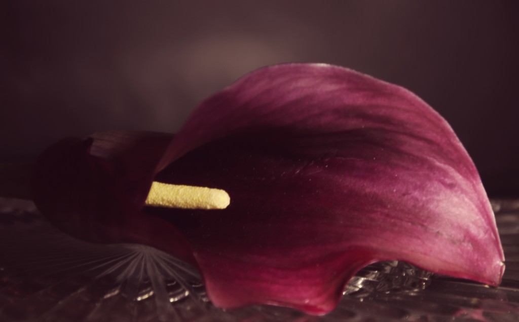 Day 233:  Calla Lily For Anne by sheilalorson