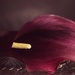 Day 233:  Calla Lily For Anne by sheilalorson