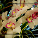 orchids by summerfield