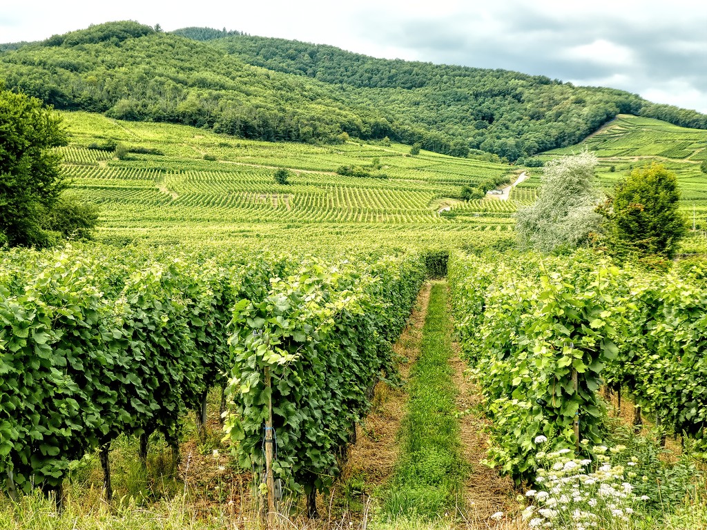 Vineyards in Alsace by ludwigsdiana