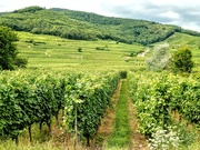 22nd Aug 2019 - Vineyards in Alsace