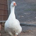 Goosey Goosey Gander by kgolab
