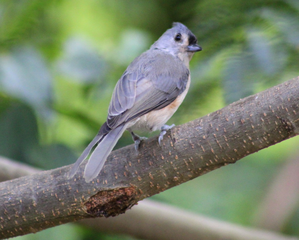New Tufted Titmouse by cjwhite