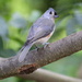 New Tufted Titmouse by cjwhite