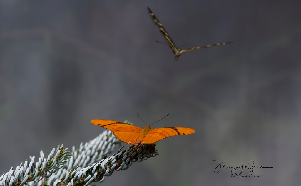 ~Butterflies~ by crowfan