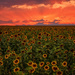 Sunflowers In The Wind by exposure4u